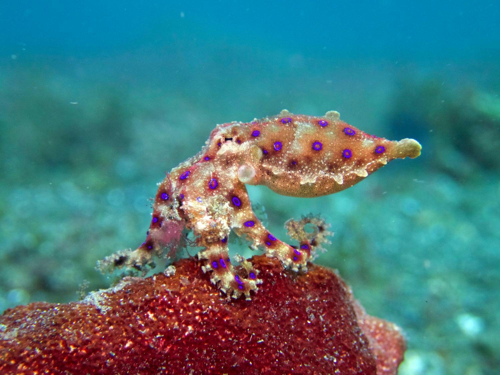 Cocotinos Lembeh A Boutique Dive Lodge Bitung Ngoại thất bức ảnh