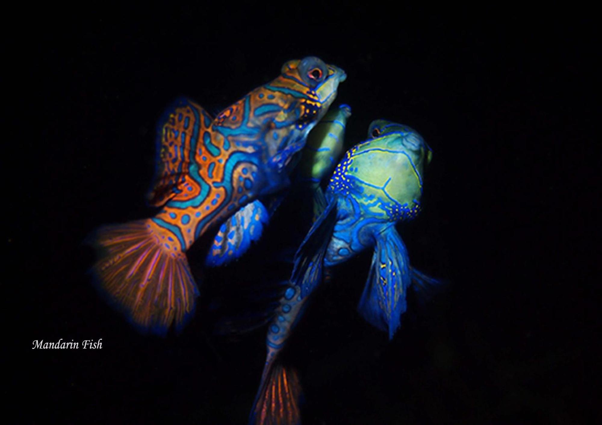 Cocotinos Lembeh A Boutique Dive Lodge Bitung Ngoại thất bức ảnh
