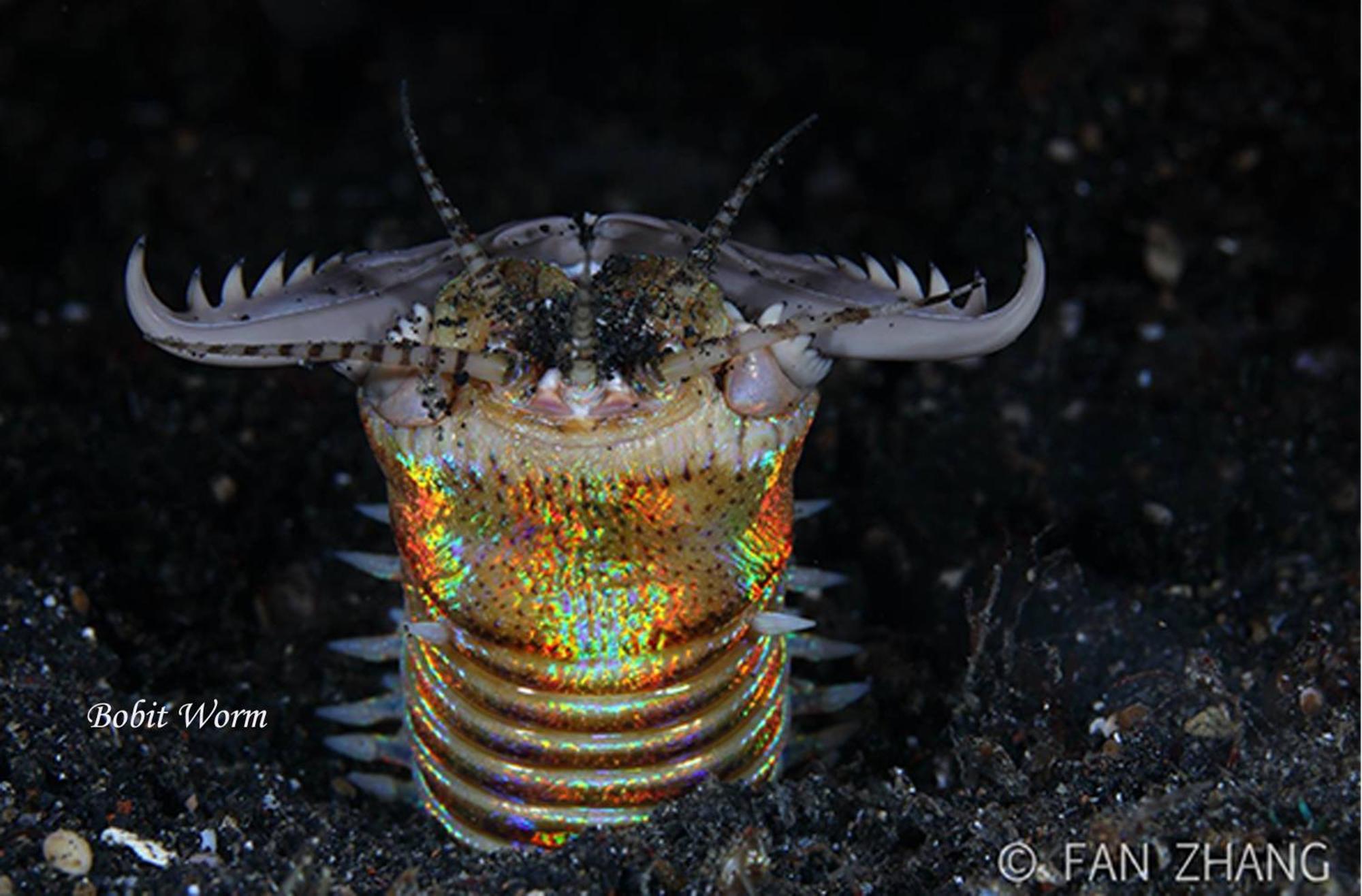 Cocotinos Lembeh A Boutique Dive Lodge Bitung Ngoại thất bức ảnh